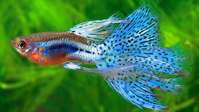 Assine nossa newsletter e receba dicas exclusivas sobre aquarismo.