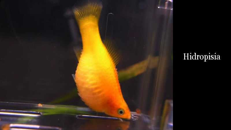 Comentários e experiências enriquecem a troca entre aquaristas.