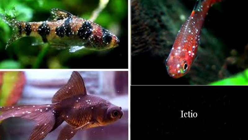 O bem-estar dos seus peixes depende das suas ações.