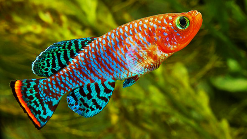 Não espere mais: monte hoje mesmo o aquário dos seus sonhos!