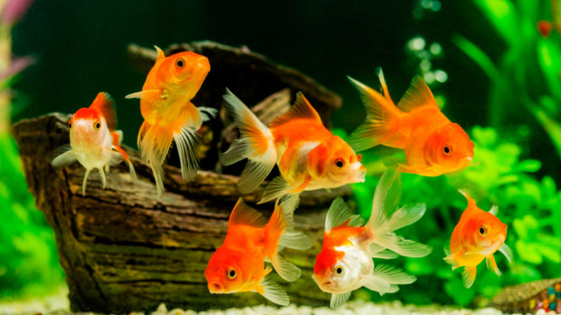 Observar o comportamento dos peixes diariamente ajuda a detectar problemas rapidamente.