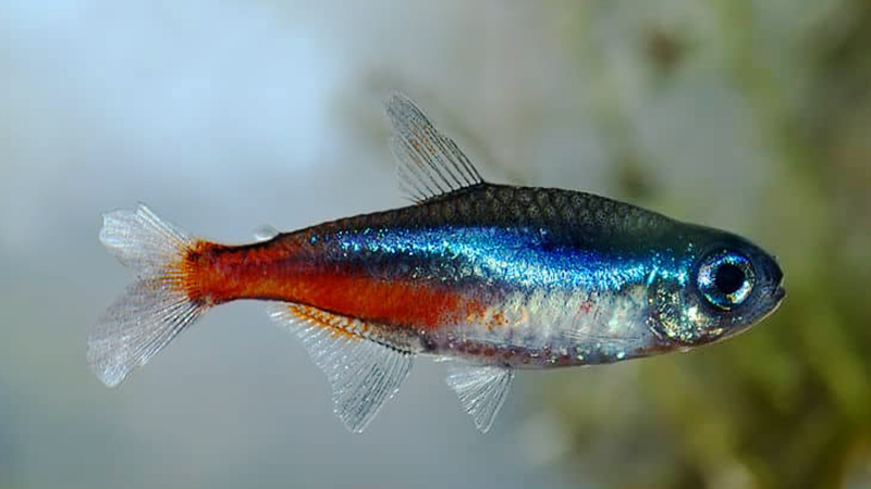 Agir rapidamente pode salvar a vida de um peixe doente.