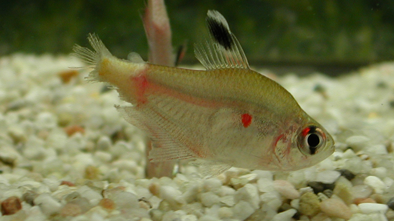 Cuide hoje para evitar perdas no futuro. Peixes Ornamentais