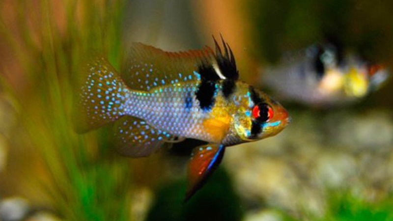 Com os cuidados adequados, seus peixes mostrarão toda a sua beleza natural.