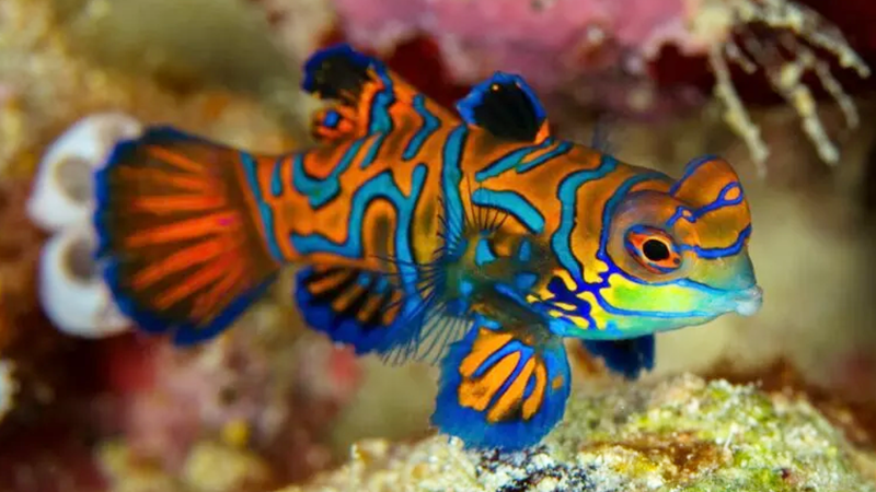 Deixe sua casa mais vibrante com um aquário ornamental incrível.