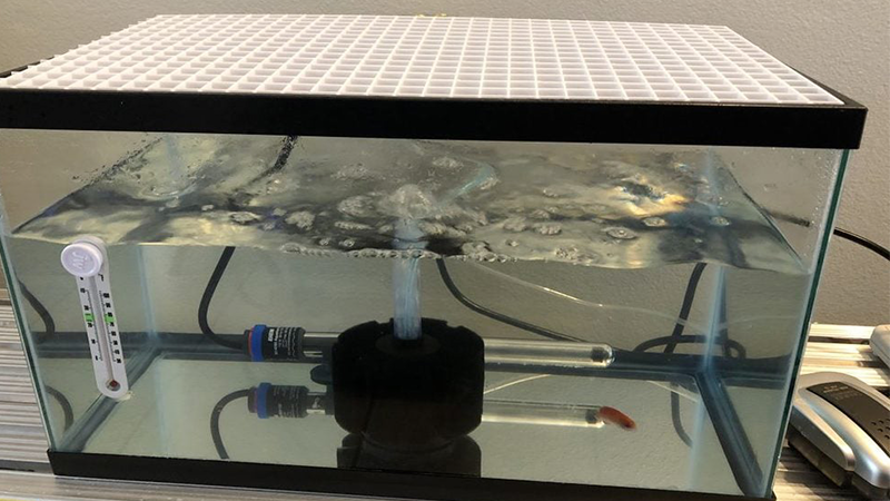 Peixes saudáveis refletem um ambiente bem cuidado e equilibrado. Peixes Ornamentais