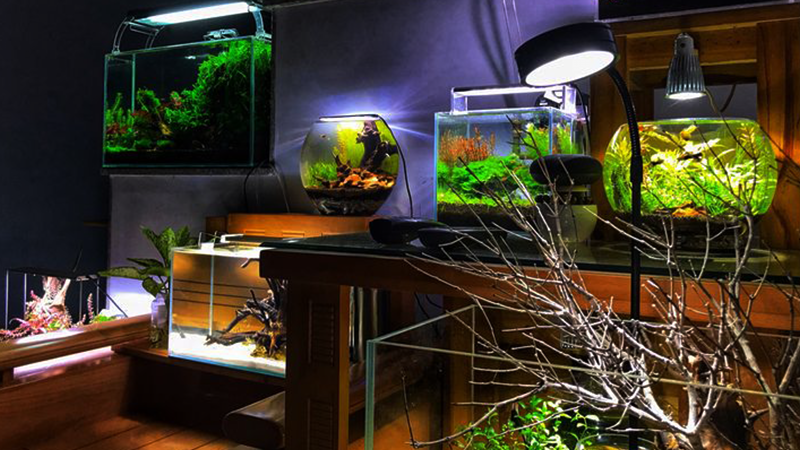 Superalimentar os peixes é um erro comum entre iniciantes.