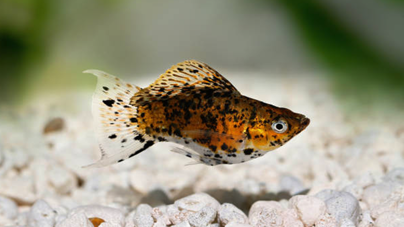 Vamos juntos colorir seu aquário com vida, beleza e equilíbrio!