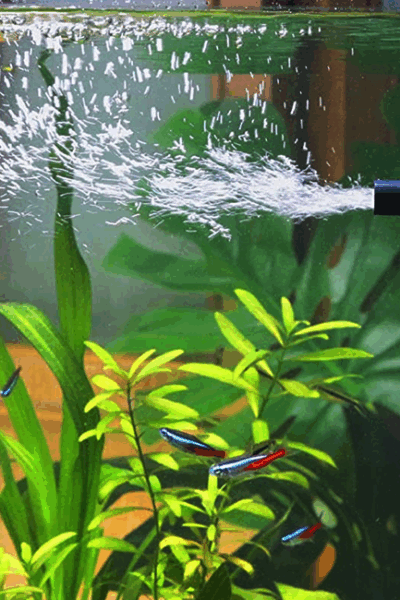 Saiba qual filtro usar no seu aquário e mantenha a água sempre cristalina com o sistema de filtragem ideal.