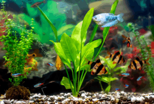 Não espere os sintomas piorarem para agir. Peixes ornamentais