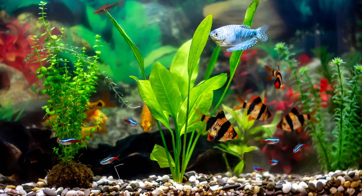 Não espere os sintomas piorarem para agir. Peixes ornamentais