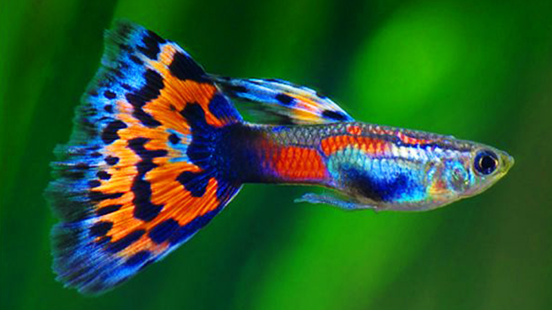 Cuidar bem dos peixes é o primeiro passo para um aquário deslumbrante.