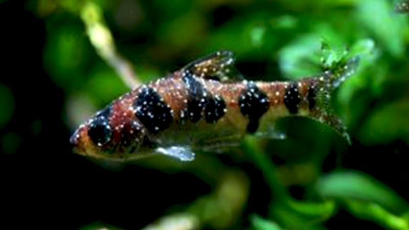 A prevenção é o melhor tratamento contra doenças em aquários. Peixes Ornamentais