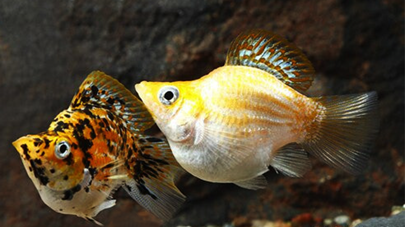 Cada peixe colorido é uma obra de arte viva dentro do seu aquário.