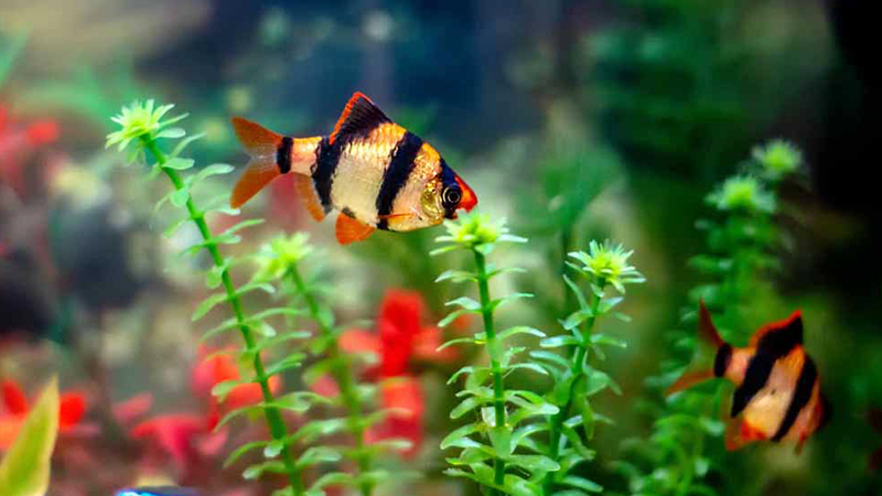 Continue aprendendo e melhore a qualidade de vida no seu aquário.