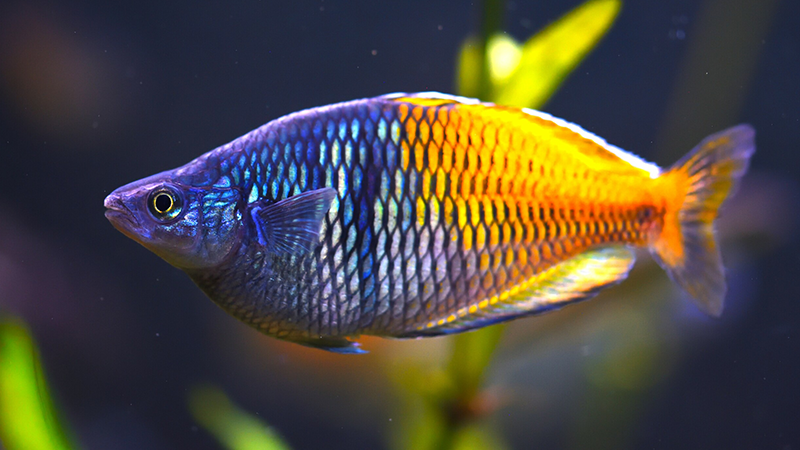 Os peixes mais coloridos vão deixar seu aquário deslumbrante e cheio de vida.