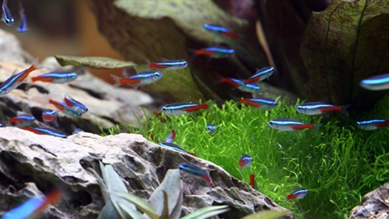 A escolha certa de peixes transforma qualquer ambiente.