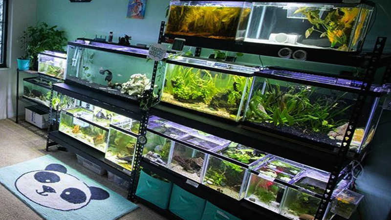 Trocar apenas 20% da água semanalmente ajuda a manter o equilíbrio do aquário.