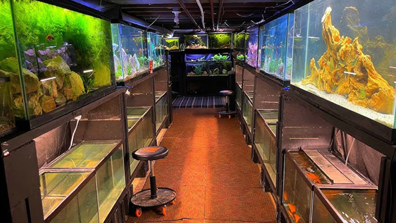 Espécies como Guppies, Platies e Corydoras são ótimas para iniciantes.