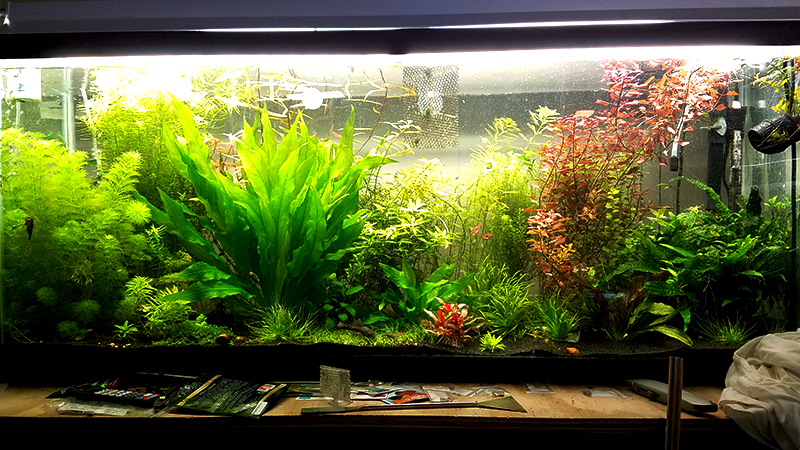 Um aquário plantado bonito e saudável exige dedicação e conhecimento.