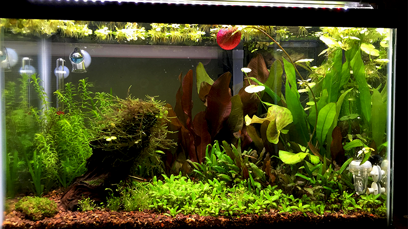 O equilíbrio entre iluminação, CO₂ e nutrientes é essencial para o sucesso.