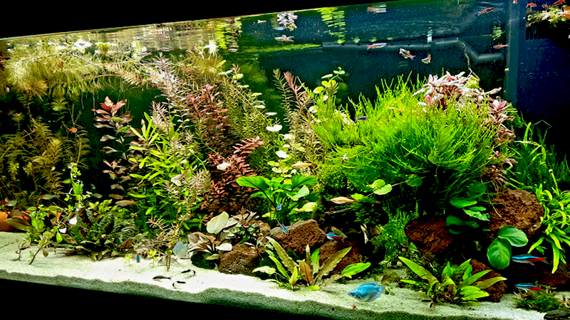 A escolha das plantas certas garante um aquário harmonioso e vibrante.