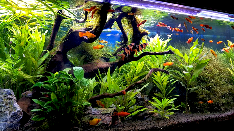 A manutenção regular mantém a saúde e a estética do aquário.