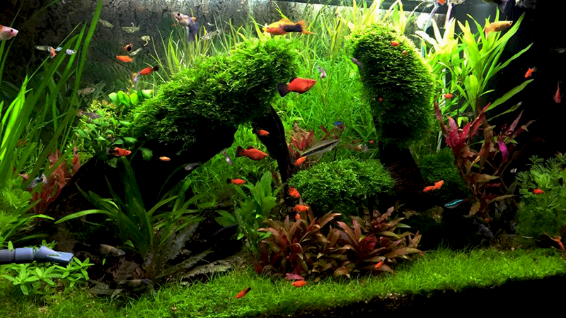 Paciência é a chave para um aquário plantado duradouro.