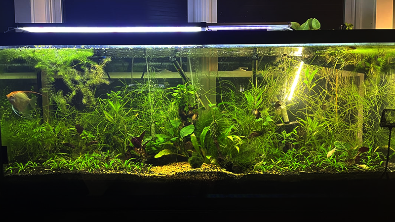 O CO₂ é o combustível que impulsiona o crescimento das plantas.