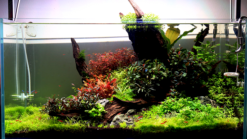 O controle de algas preserva a beleza do aquário.