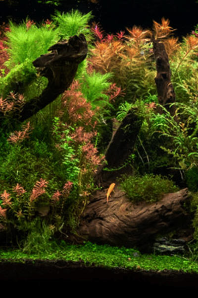 A observação constante ajuda a prevenir problemas no aquário.