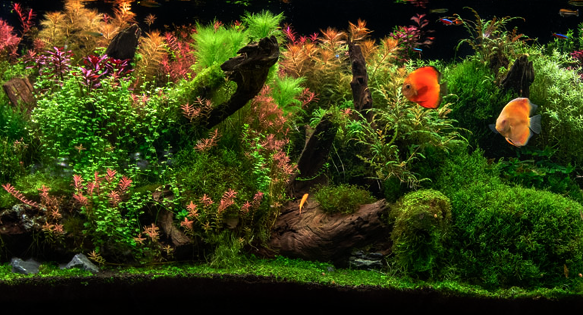 A observação constante ajuda a prevenir problemas no aquário.