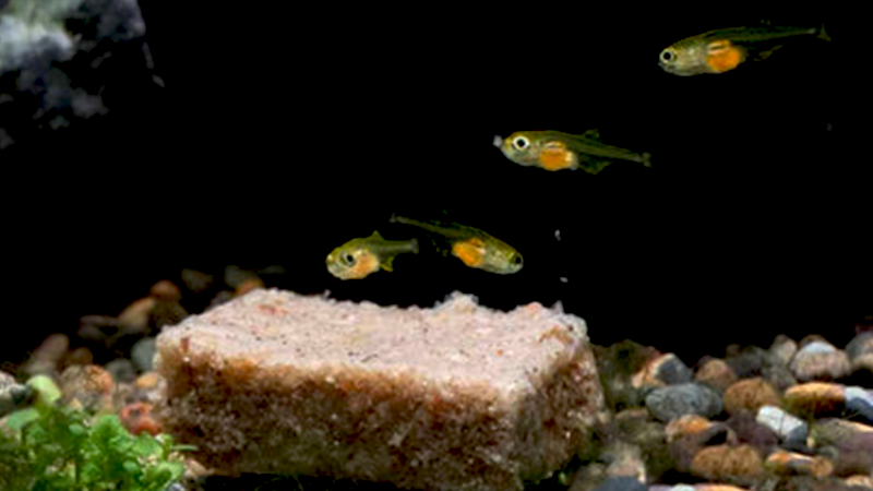 Escolher a espécie certa facilita muito o sucesso da reprodução em aquário.