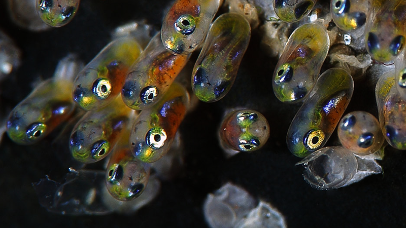 Seguir um guia passo a passo facilita a jornada do aquarista iniciante rumo ao sucesso reprodutivo.