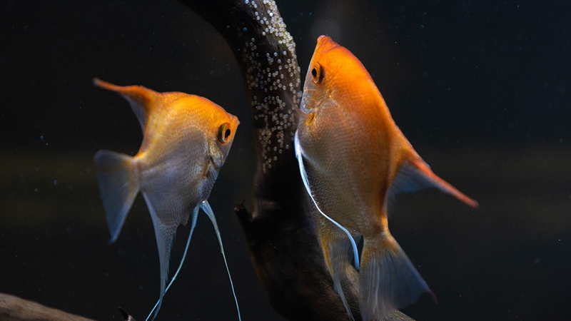 Observar sinais de corte ajuda a identificar o momento ideal para intervir.