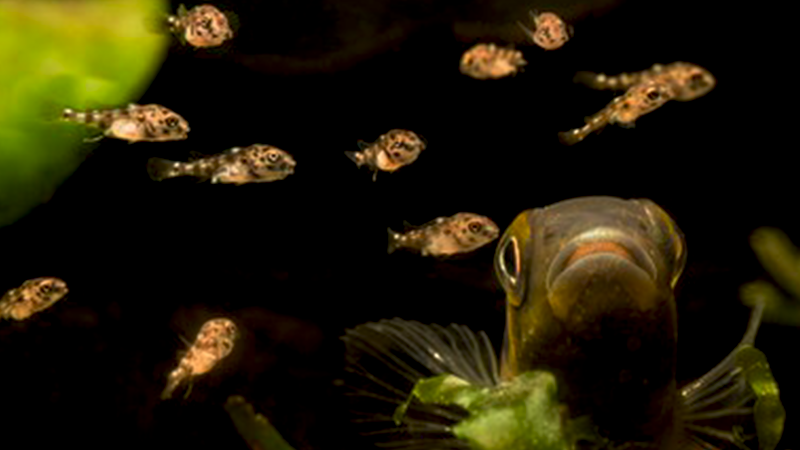 A alimentação rica em proteínas prepara o casal para a desova.