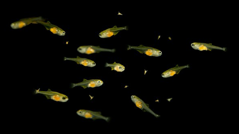 Separar os pais no momento certo previne a predação dos filhotes.