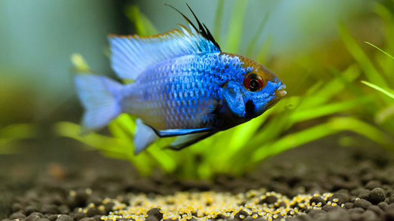 Peixes ovíparos e vivíparos têm processos de reprodução bem diferentes.