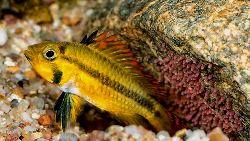 Estabilidade da água é mais importante que alcançar o “pH perfeito”.