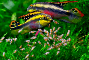 A ética na reprodução inclui evitar hibridizações irresponsáveis e respeitar a legislação local.