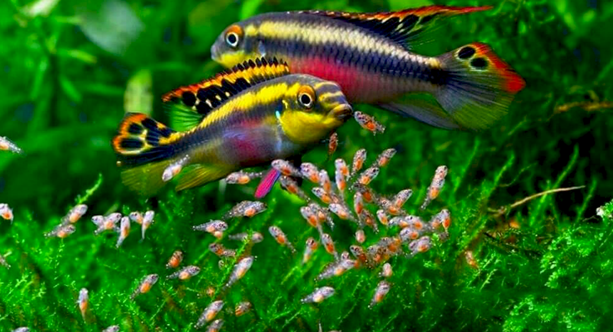 A ética na reprodução inclui evitar hibridizações irresponsáveis e respeitar a legislação local.