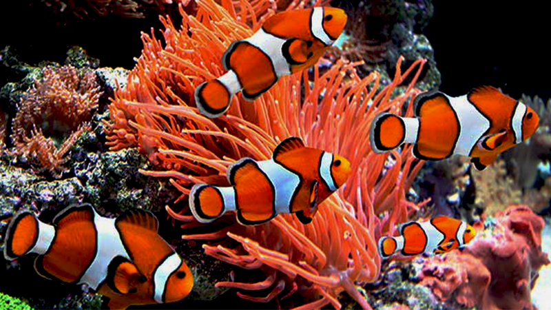 A dúvida é comum: água doce ou salgada, qual escolher?