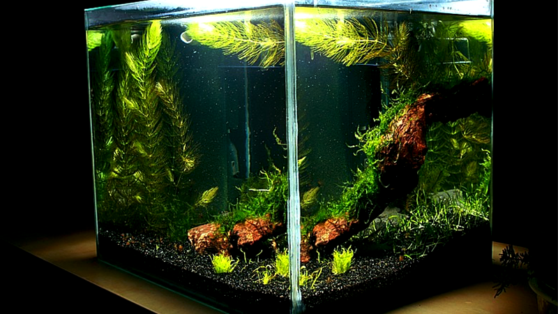Aquários de água doce são ideais para quem está começando.

