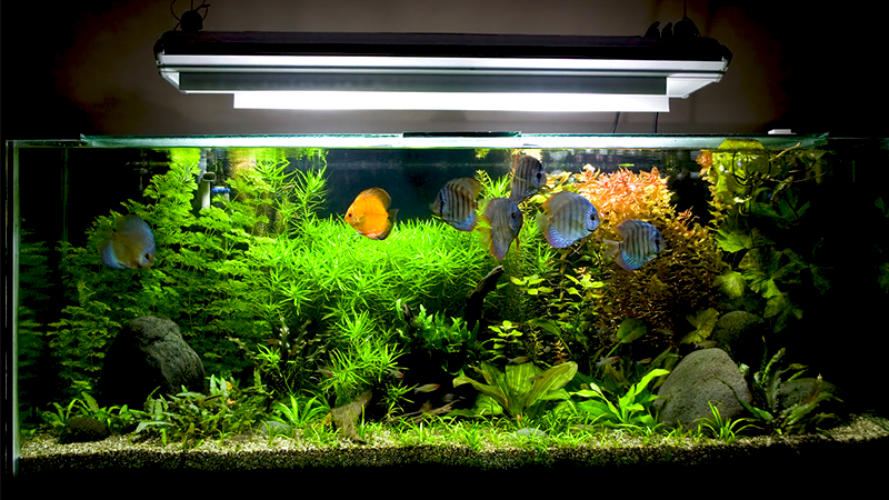 O custo inicial do aquário varia bastante entre os dois tipos.