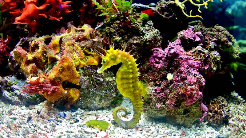 Peixes de água salgada impressionam com suas cores vibrantes.