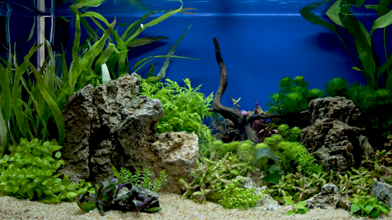 Comece com água doce e evolua para um aquário marinho.