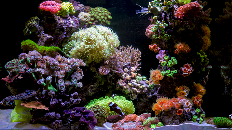 A beleza dos peixes marinhos é difícil de superar.