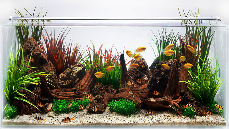 A escolha certa depende do seu perfil como aquarista.