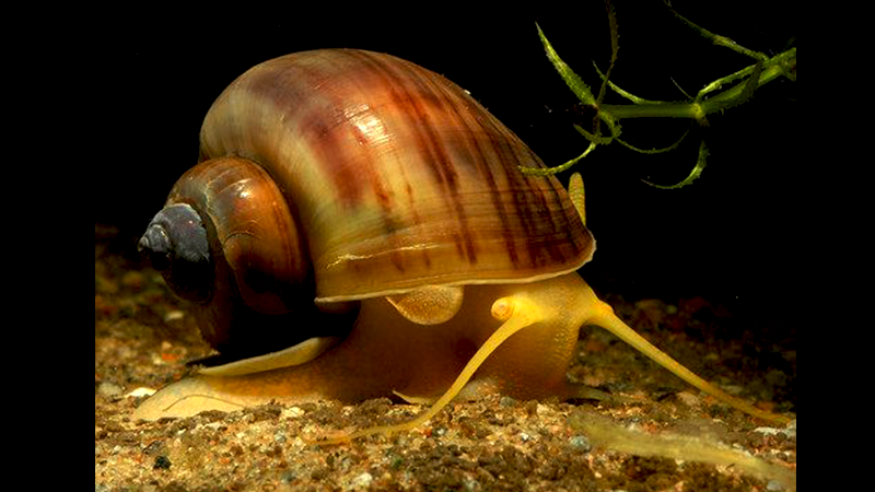 Esse peixe é naturalmente territorial e gosta de ter seu espaço exclusivo.