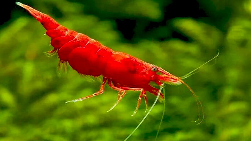 Muitos iniciantes escolhem o Betta justamente por sua independência.